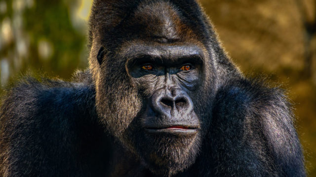 Kong: Skull Island